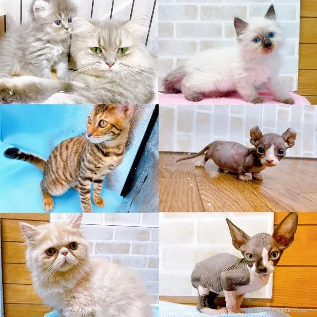 猫 ブリーダー 町田：絶対に後悔しない！最高の出会いを見つける方法